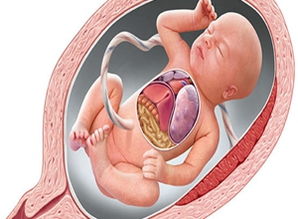 孕晚期如何提前预警胎儿宫内窘迫