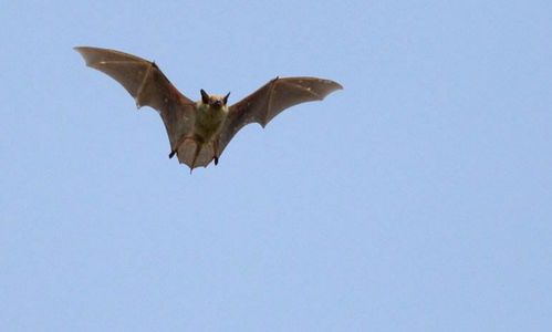 蝙蝠的祖先是鸟类还是哺乳动物 考古人员意外发现了它