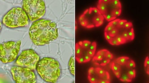 卡通细菌设计微观世界微生物科学研究 文章阅读中心 急不急图文 Jpjww Com