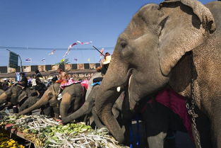 泰国大象节的由来