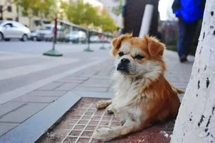 韩红 救助流浪猫狗本质上也是救助人类自己