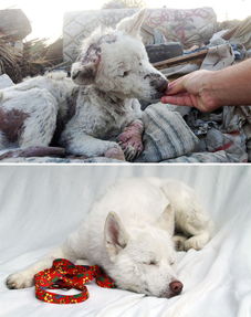流浪狗被救助前后的对比 