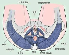 你问我答 盆底肌修复的专业知识 