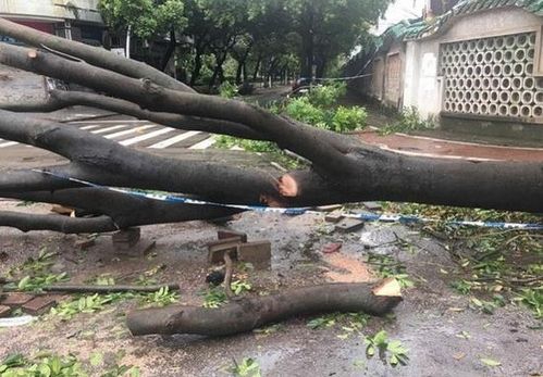 台风 天鸽 袭击沿海多地的情况如何 