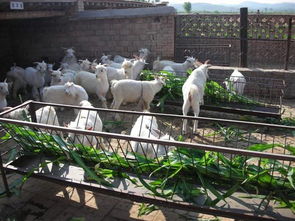羊养殖技术和方法,羊的养殖与繁育