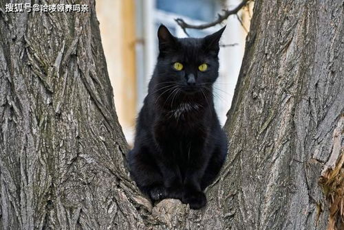 黑猫招邪还是辟邪 来看看世界各地关于黑猫的说法能有多离谱