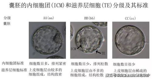 做试管婴儿什么样的胚胎算是好胚胎