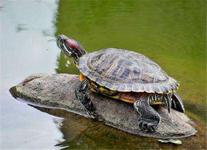小巴西龟怎么养 