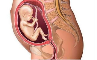 胎位图(各周胎儿胎位图)