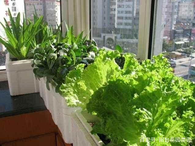 阳台盆栽蔬菜很简单,选对花盆和种子,一年到头吃不完的有机菜
