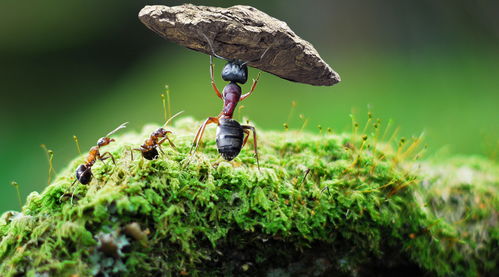 蚂蚁聚集在家门口的现象说明了什么