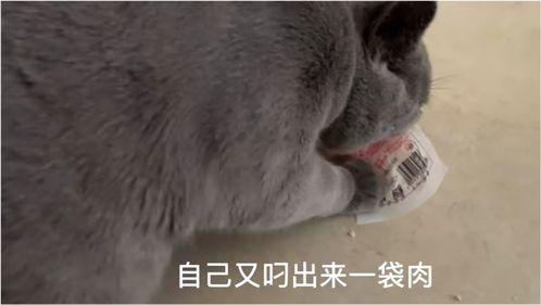 猫咪偷吃鸡胸肉 