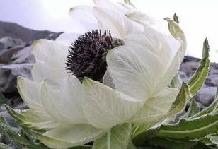 武侠剧中解毒神药,天山雪莲究竟长什么样