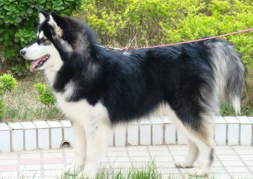 阿拉斯加公犬取名 阿拉斯加2 8个月成长图