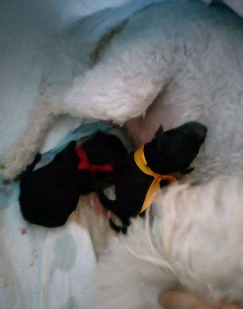 怀孕的贵宾难产9个小时没动静,送去医院后狗狗却给她带来大惊喜