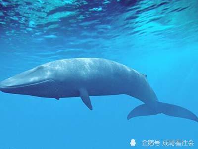 世界上10大海洋生物,蓝鲸只能排第2,第1名没想到是它