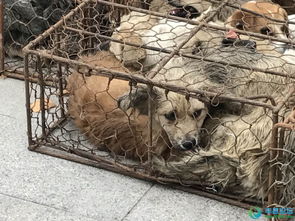 曝光丰县某饭店门口铁笼子装几十只小狗 残忍至极 