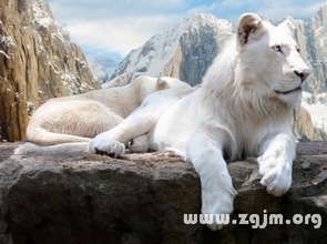 梦见白狮子