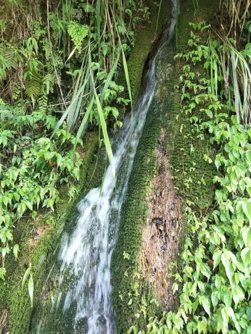 阳山岭背满山遍野都可以看到的板栗花,功效竟然这么多 