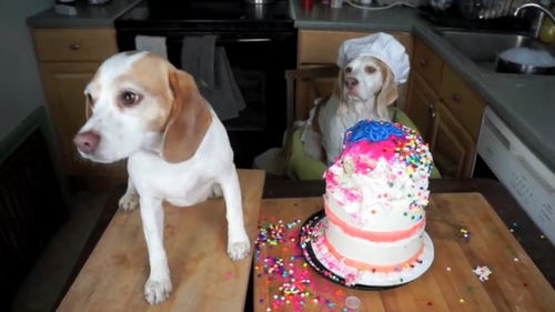 你能相信这个蛋糕是一只狗做出来的吗 好优秀的狗狗 