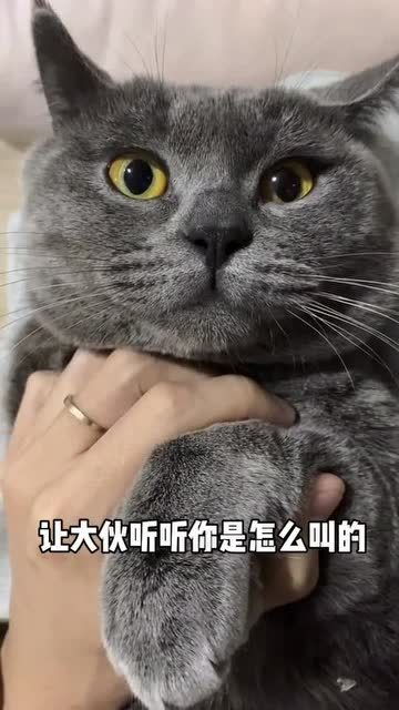 猫其实是这样叫的 