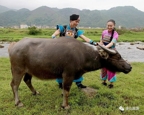 连山旅游 连山四月八牛王诞5月3日在上帅举办,约吗