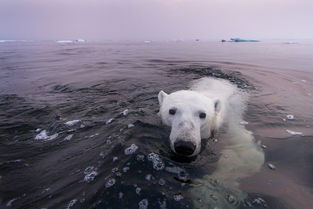 摄影师拍摄北极熊 冬泳照萌翻天