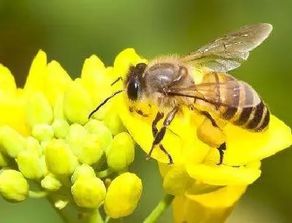 蜜蜂停产后还能活多久,蜜蜂的寿命是多长