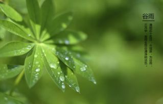 2018年谷雨是什么时候 谷雨属于哪个季节 