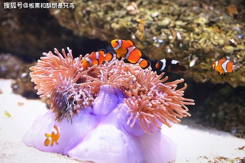 貌似植物的海底杀手 海葵,寿命1500岁以上,没有脑子下手挺狠