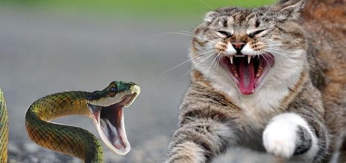 令人恐惧的毒蛇, 为什么猫却不怕