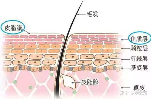 冷知识 为什么干皮不如油皮耐老 