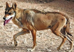 荒凉沙漠里的狩猎者 阿拉伯狼 