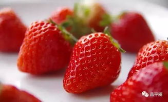 草莓的生长周期是多少天