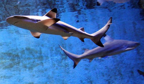 独居 10年,意大利水族馆内雌鲨产子,科学家 无雄鲨DNA