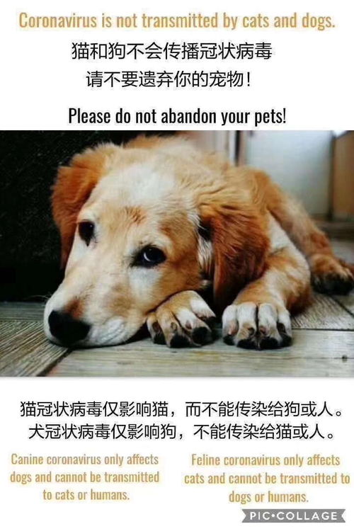 真相 犬猫与新型冠状病毒性肺炎