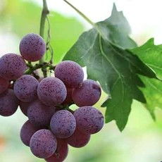 葡萄和提子的区别，提子和葡萄有什么区别