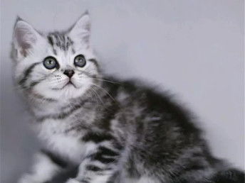 图 北京房山纯血美短虎斑猫一般多少钱 北京宠物猫 