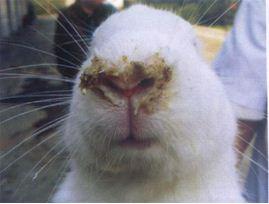兔巴氏杆菌病症状图片有哪些