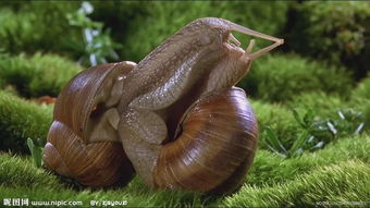 如何促使蜗牛交配成功,蜗牛为什么爬到另一只蜗牛的壳上