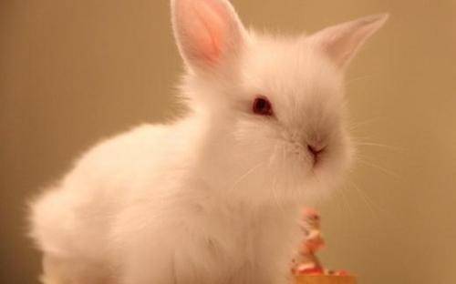 兔子的长耳朵有什么用,兔子的长耳朵有什么用阅读答案
