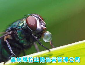 苍蝇生物特性及危害 