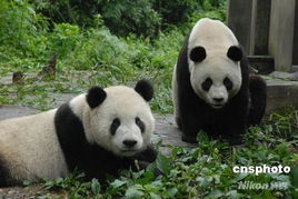熊猫来台落户地揭晓 两动物园一喜一憾两样心情 