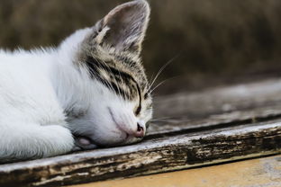 小猫的睡前故事，月亮下的秘密花园，小猫的睡前故事