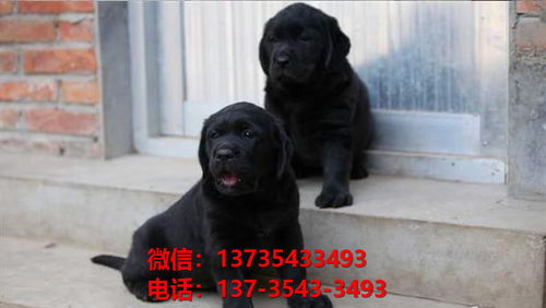 唐山宠物狗犬舍出售纯种拉布拉多犬卖狗买狗地方狗市场