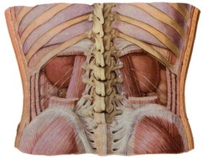 人体左下最后一根肋骨下应该大概为什么器官 