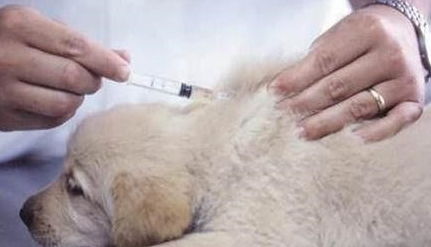 狗狗疫苗应该怎么打 打疫苗的5大注意事项