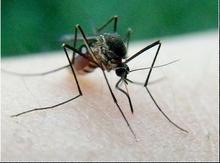 防治蚊虫的办法新密灭蚊虫