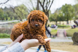 一只可爱的小泰迪犬高清摄影大图 千库网 