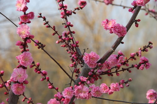 梅花杏花照玉堂打一数字